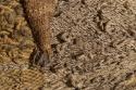 © Magdalena Abakanowicz / BONO. Foto © Abakanowicz Arts and Culture Charitable Foundation, Phot…